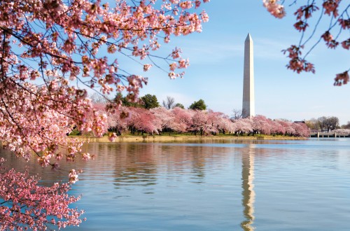 Blossoms Around The Tidal Basin